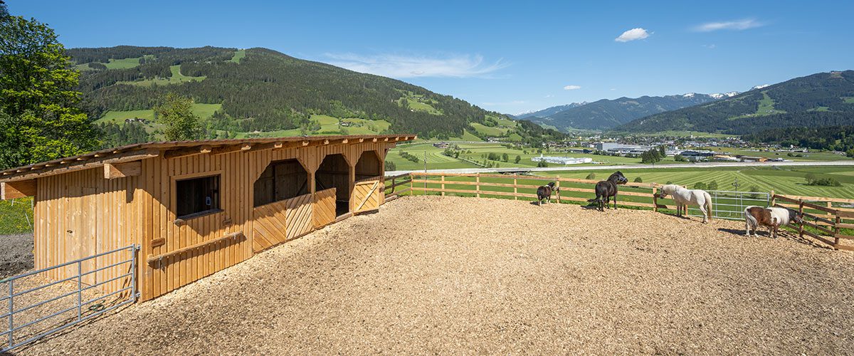 Streicheltiere - Urlaub am Bauernhof in Flachau, Burnstein Streicheltiere - Urlaub am Bauernhof in Flachau, Burnstein